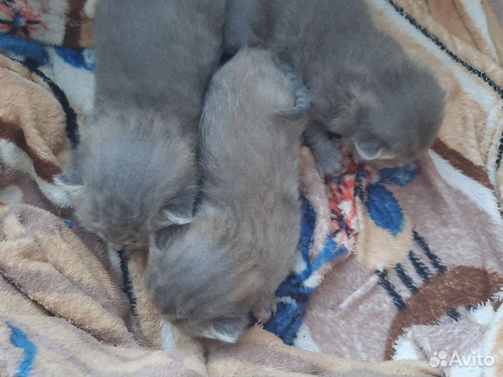 Вислоухие котята