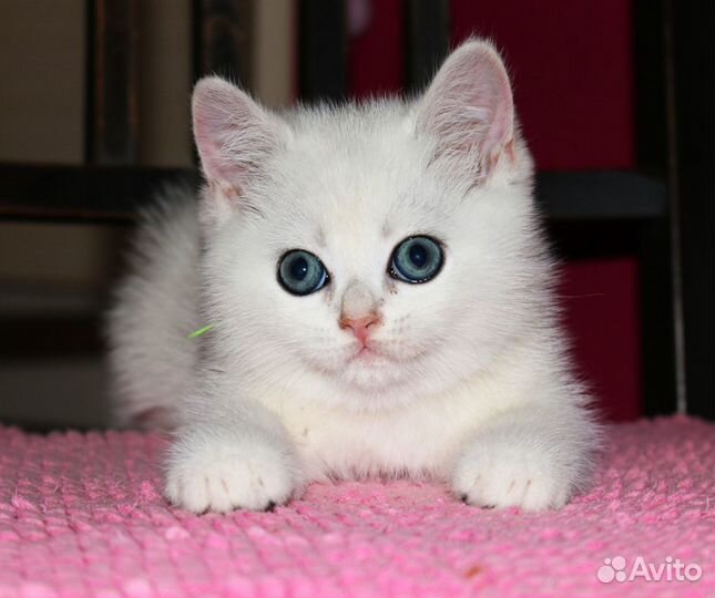Котята серебристые шиншиллы колор поинт
