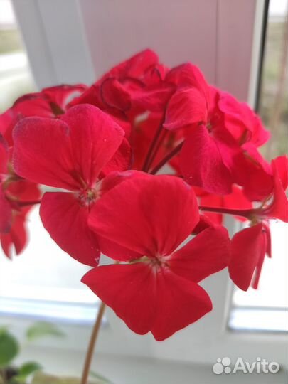 Герань (пеларгония)