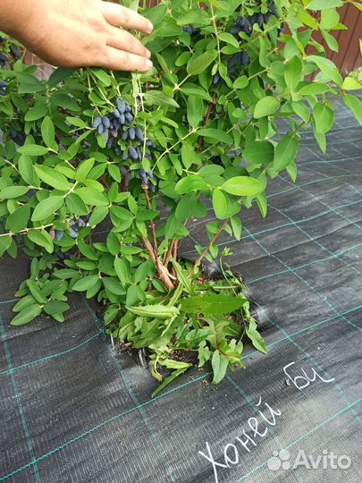 Жимолость саженцы. Ирга