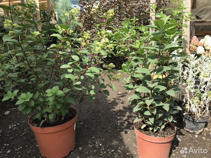 Самарская Лидия