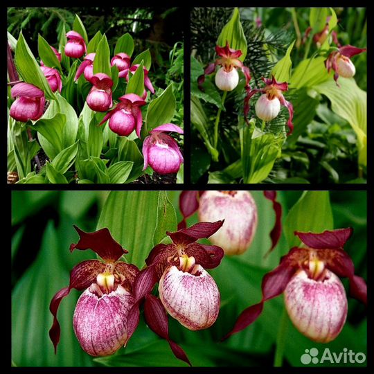 Редкие растения для сада