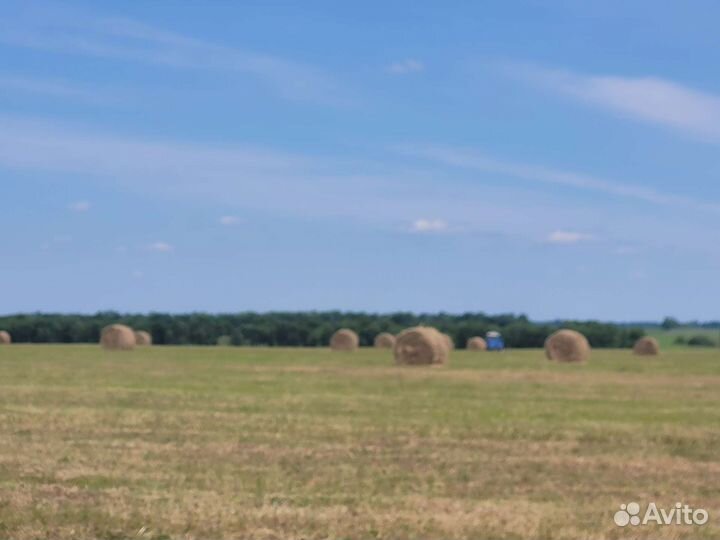 Сено в тюках