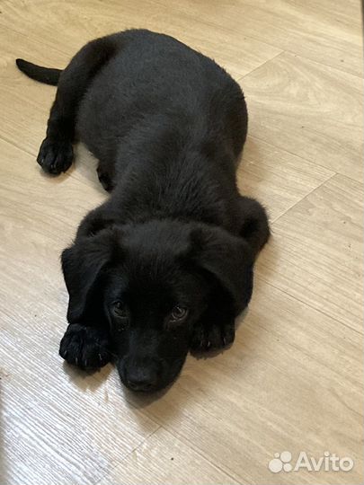 Собака в добрые руки