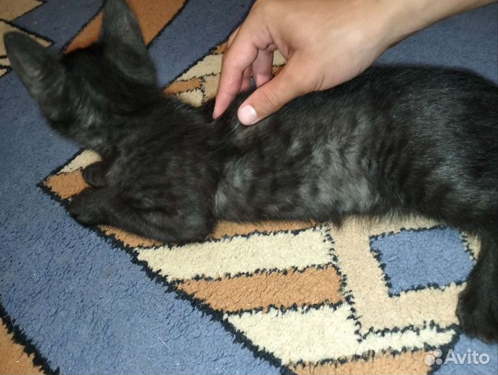 Котята 1,5 месяца отдам в добрые руки