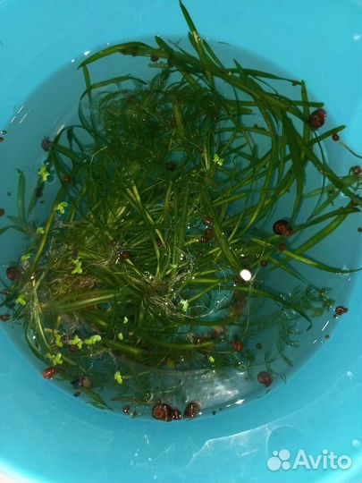 Улитки растения