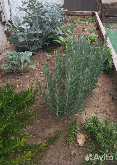 Лаванда саженцы