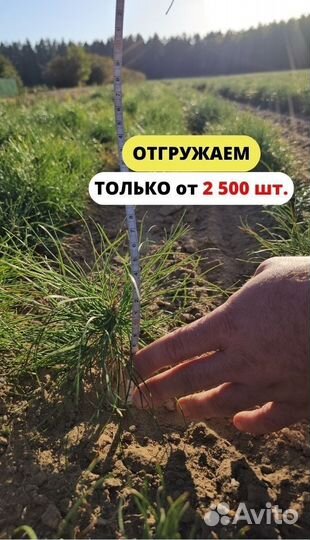 Саженцы ели европейской окс