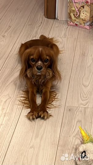 Кавалер кинг чарльз спаниель вязка
