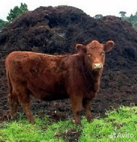 Навоз коровий 2023 года