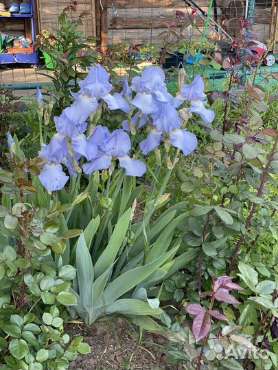 Ирисы саженцы
