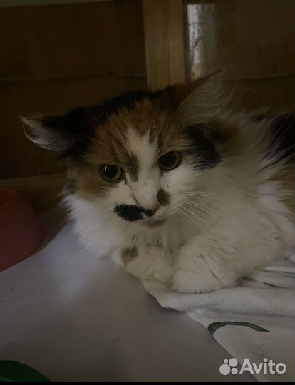 Кошку сдали в приют
