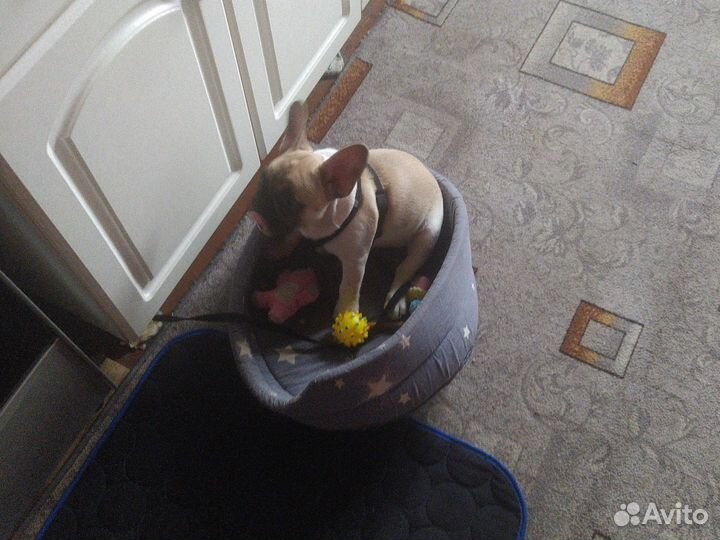 Продам щенка французский бульдог, 2,5 месяца