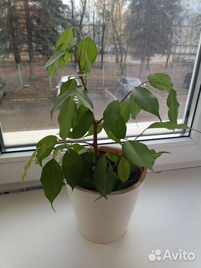 Фикус Бенджамина