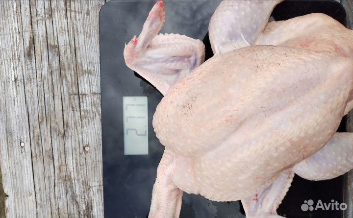 Куры бройлеры тушки мясо