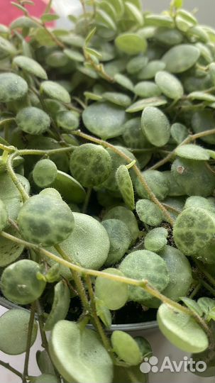 Пеперомия прострата