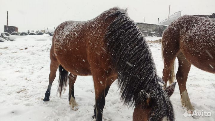 Продам Коней