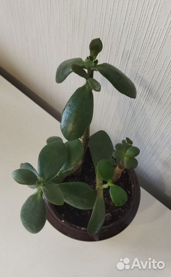 Денежное дерево (Тростянка, Крассула)