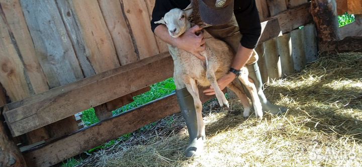 Катумский баран