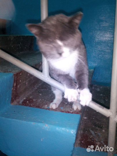 Котик бесплатно