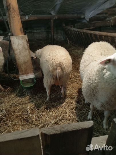 Баран Восточно Фризской породы