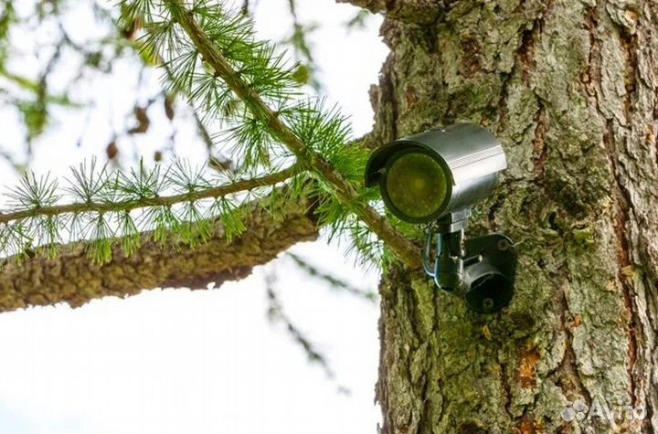 Видеонаблюдение в лесу