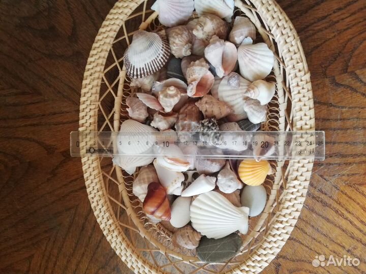 Ракушка Чёрного моря