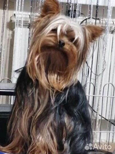 Йоркширский терьер