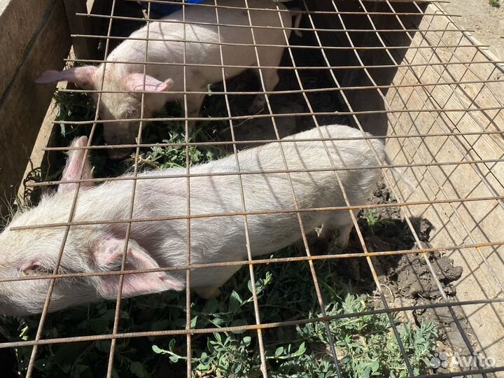 Хряк свиньи поросята