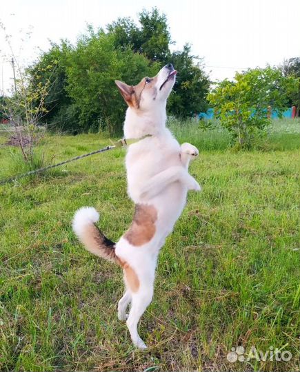 Собака метис лайки