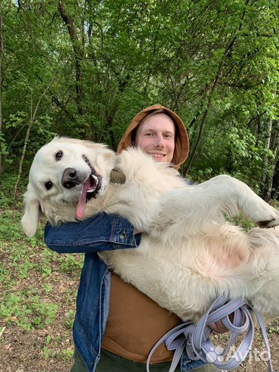 Золотистый ретривер вязка