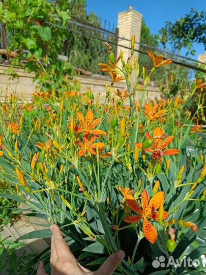 Многолетние цветы