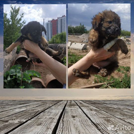 Кутята в добрые руки