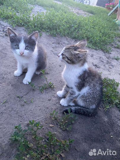 Продажа котят