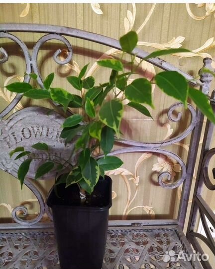 Фикус сортовые