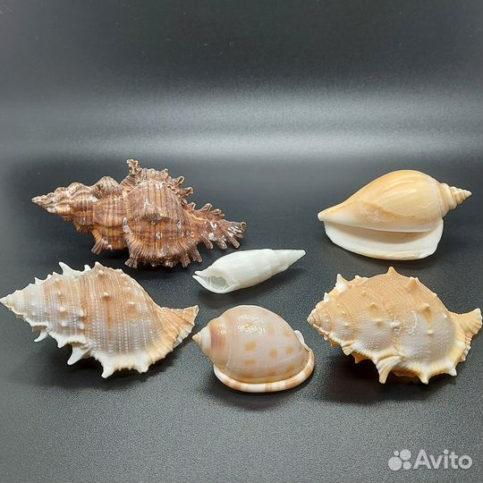 Набор морских раковин