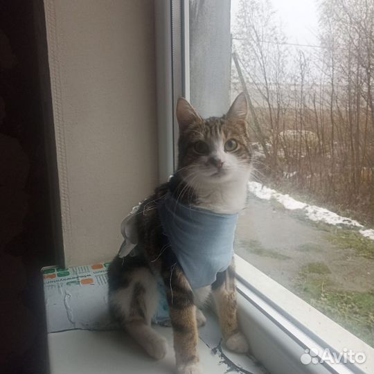 Красотка Клео