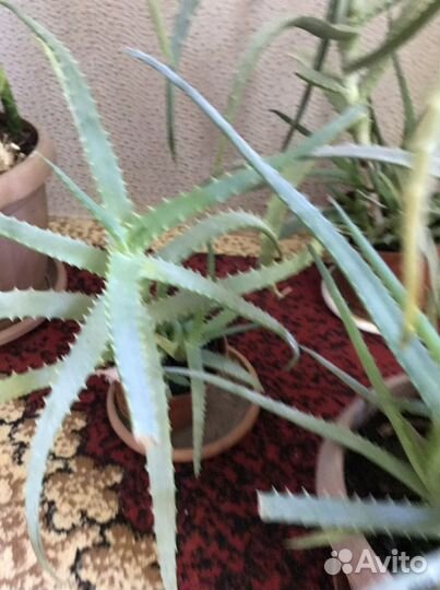 Алоэ 2 горшка с множеством отростков