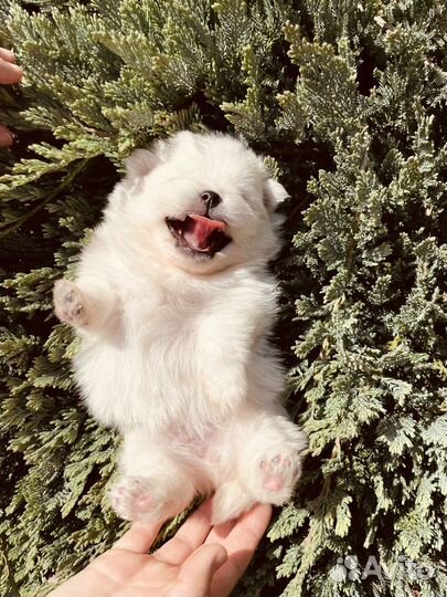 Щенки шпица