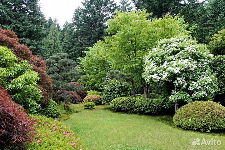 Грунт для лиственных и плодовых растений