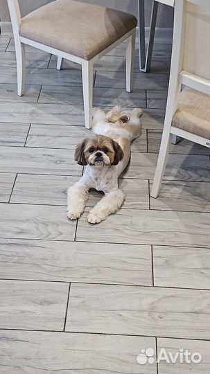 Собака шицу