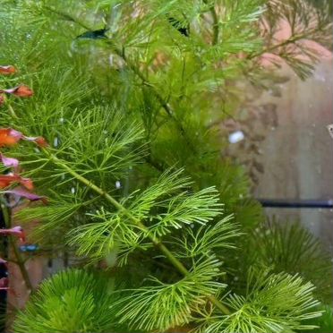 Супер red и кокомба