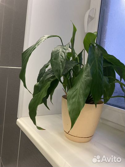 Спатифиллум, дифенбахиа