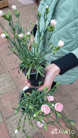 Хоста, астильба, хвойники