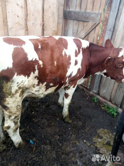 Коровы и телки стельные