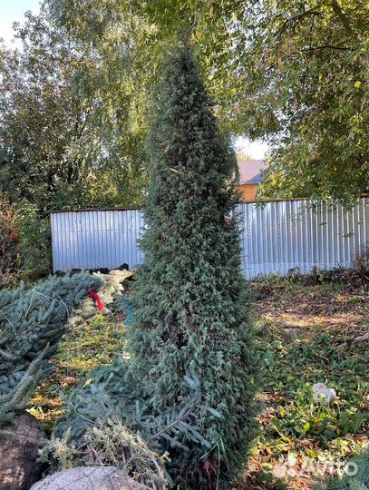 Можжевельник формированный виргинский