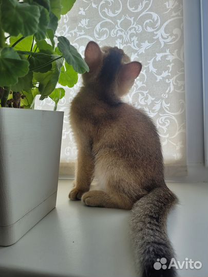 Британская короткошерстная шиншилла