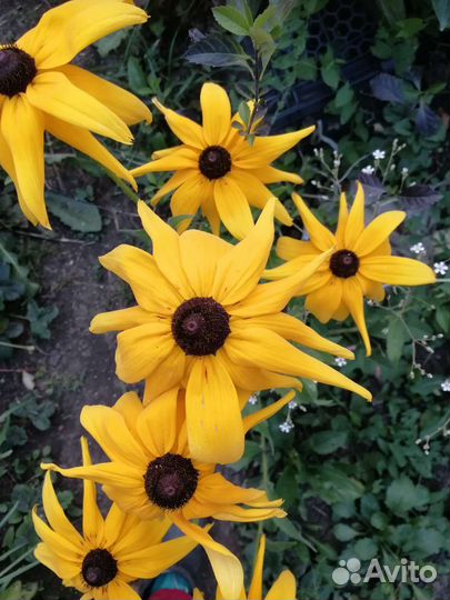 Гипсофила, хоста и др