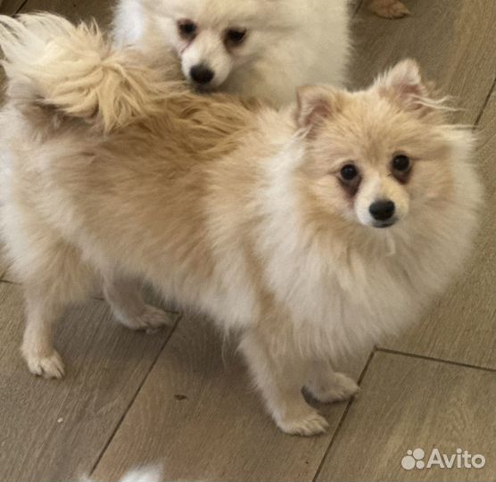 Сука немецкого малого шпица из питомника