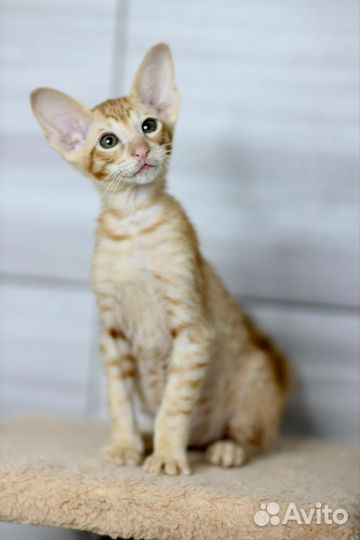 Ориентальный котёнок